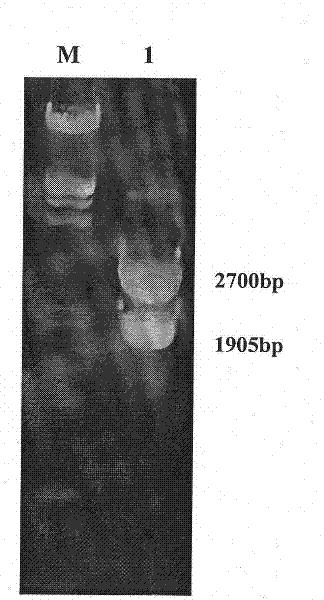 TPR structural motifs and cellular localization of swine ISG60 gene associated with antiviral immunity