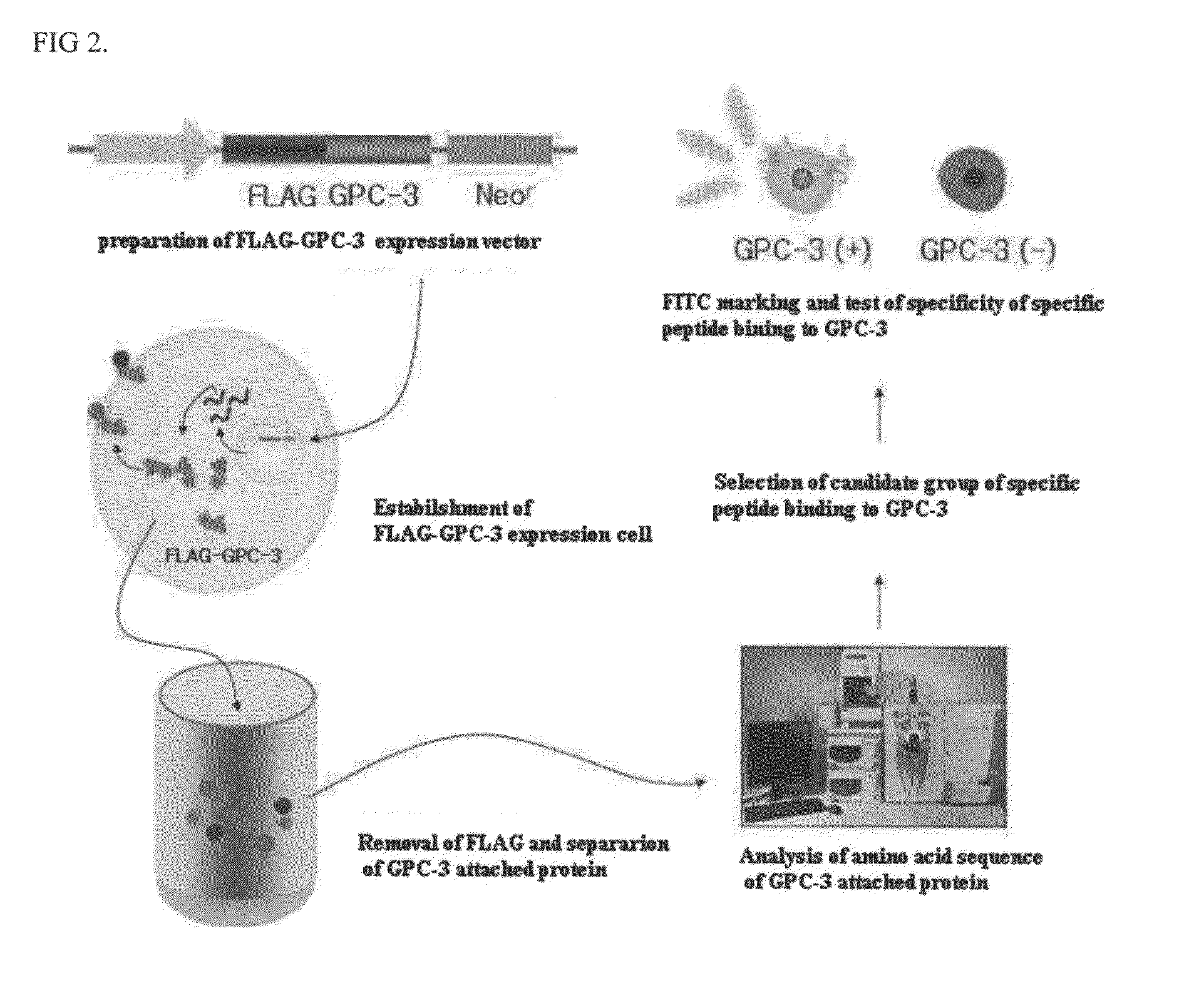 Specific peptide binding to glypican-3