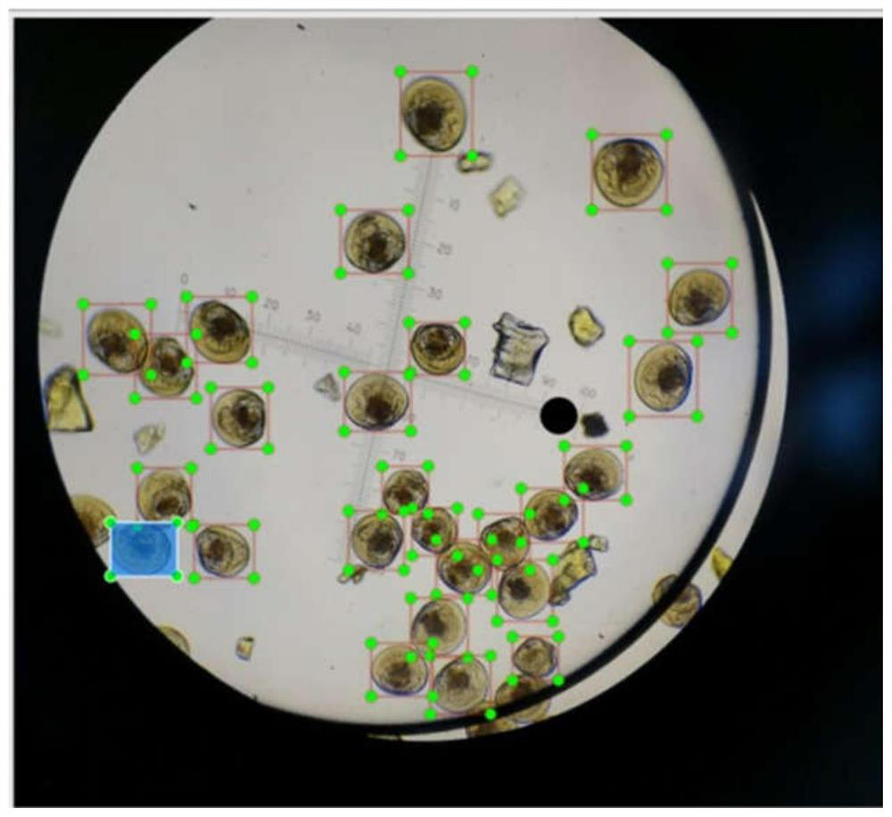 Intelligent bivalve mollusk planktonic larva detection method based on deep learning