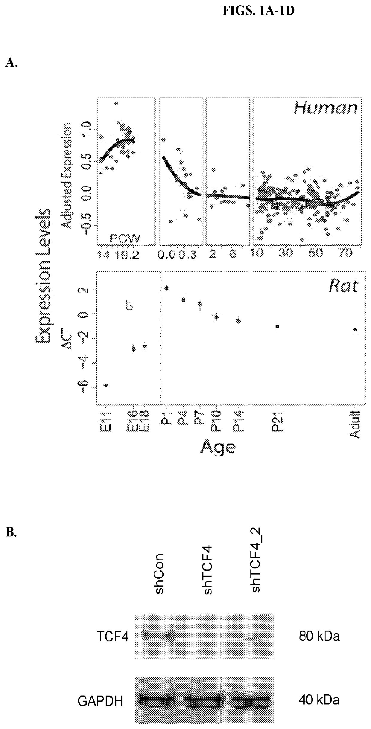 Treatment of neurological and neurodevelopmental diseases and disorders associated with aberrant ion channel expression and activity