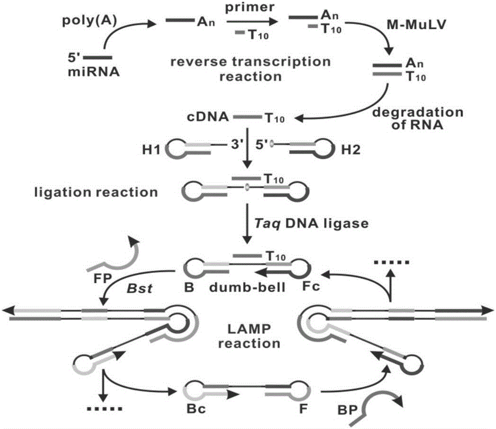 Gene mutation detection method using connection-based loop-mediated isothermal amplification technology