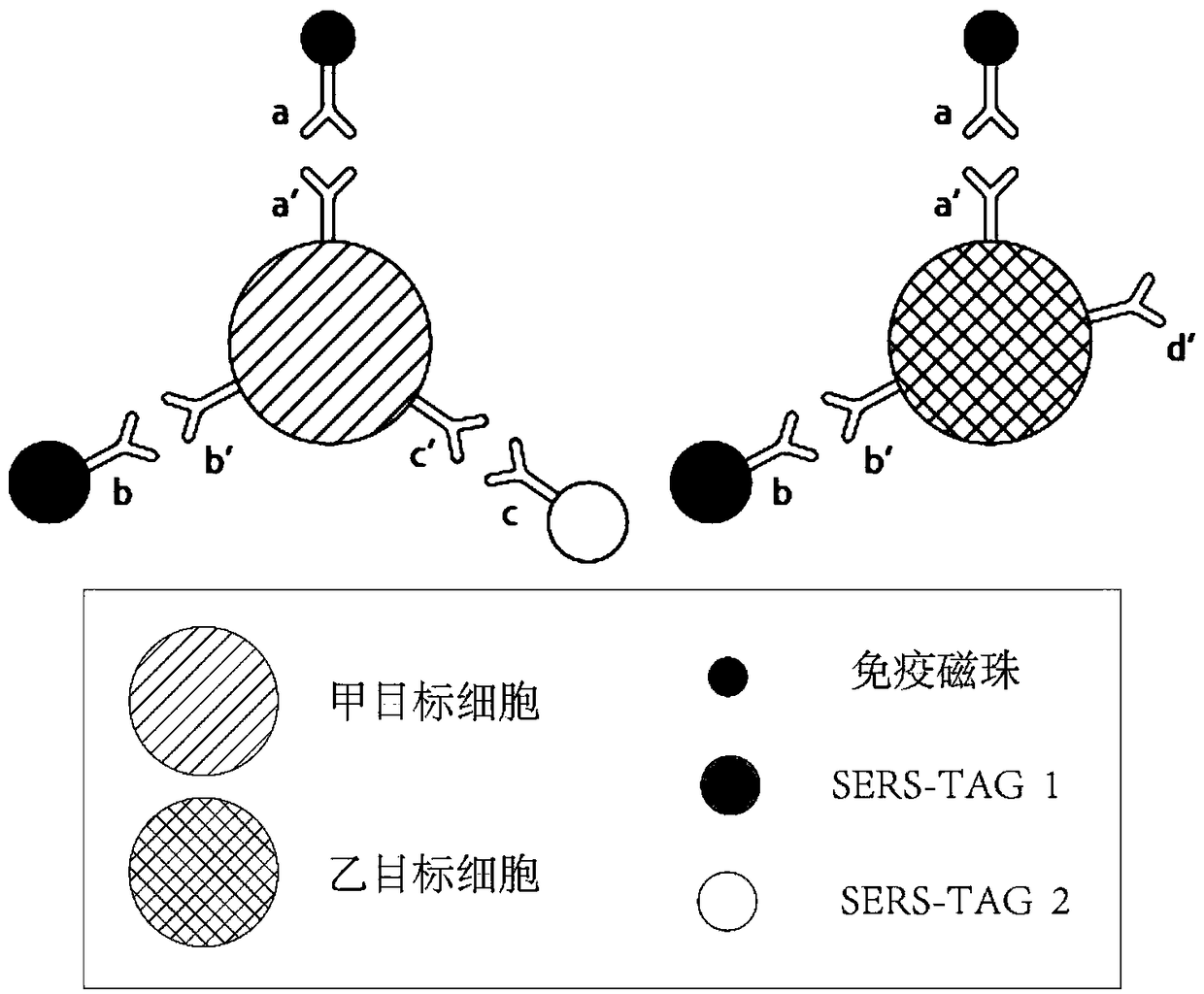 Immunomagnetic bead labeling-based SERS sorting method