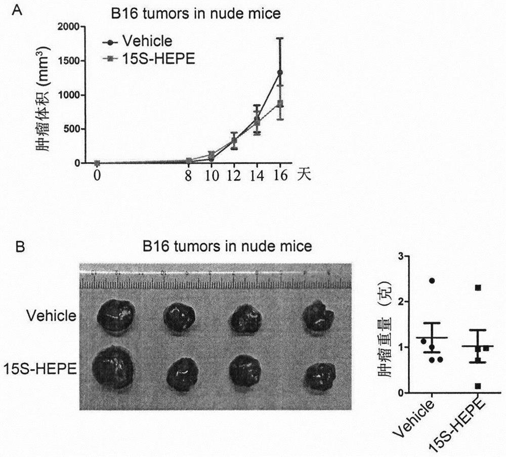 New application of 15S-HEPE in enhancing T cell mediated tumor immunotherapy