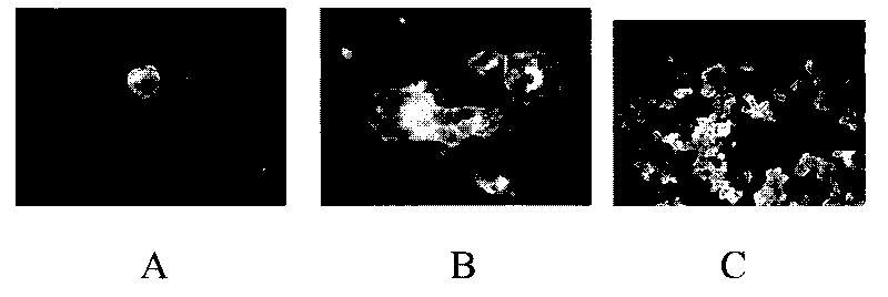 Fast cultivation and identification method of high throughput virus and applications thereof