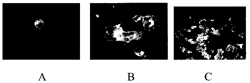 Fast cultivation and identification method of high throughput virus and applications thereof