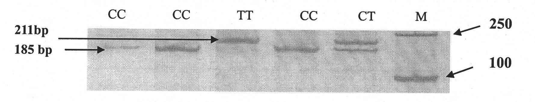 Method for detecting single nucleotide polymorphism of cattle TAS1R3 gene