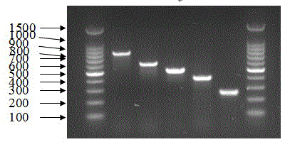 Proteusbacillus vulgaris multi-serotype strain specific primer and multiple polymerase chain reaction (PCR) detection method
