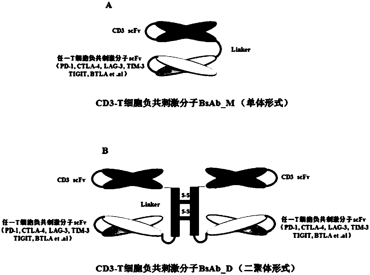 Bifunctional molecule combining CD3 and T-cell negative costimulatory molecules and application of bifunctional molecule