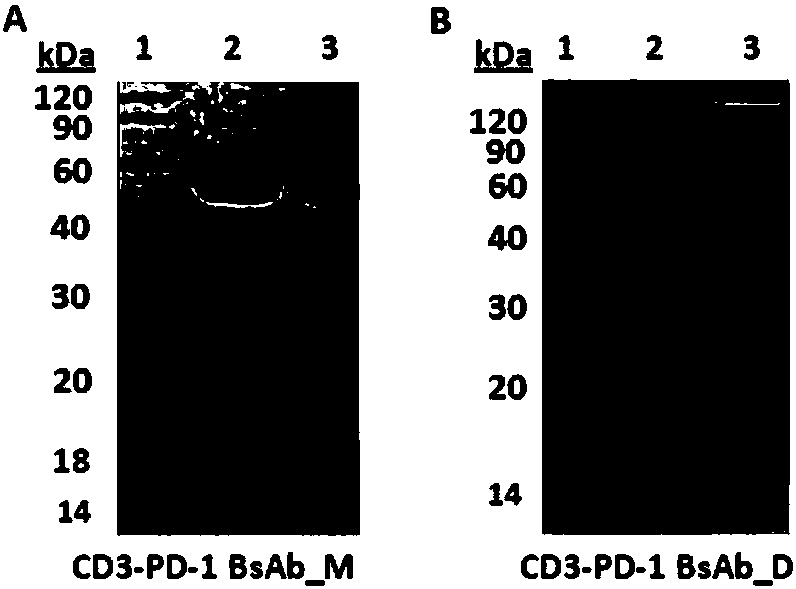 Bifunctional molecule combining CD3 and T-cell negative costimulatory molecules and application of bifunctional molecule