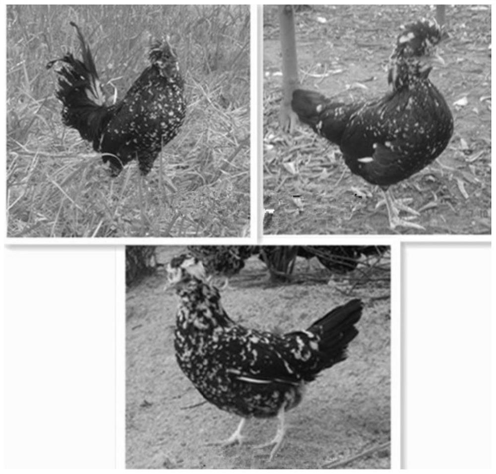 A matching breeding method for black-feathered native chicken with crested head, five-claw, green shank and small corolla