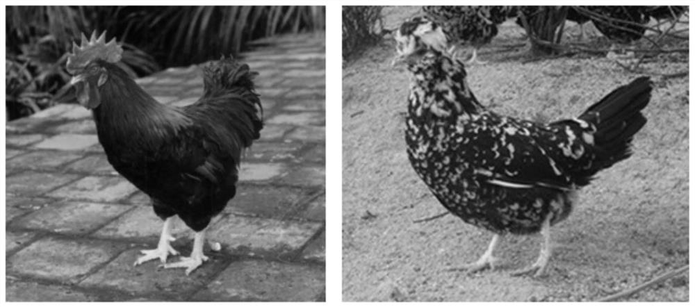 A matching breeding method for black-feathered native chicken with crested head, five-claw, green shank and small corolla