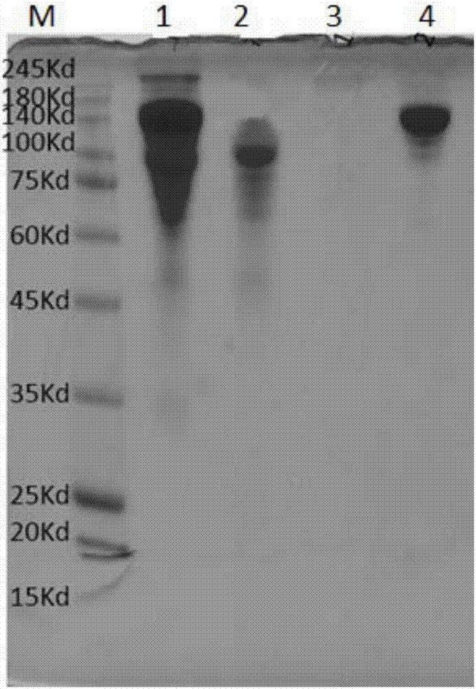 Preparation method and purification method of recombinant human-derived III type collagen