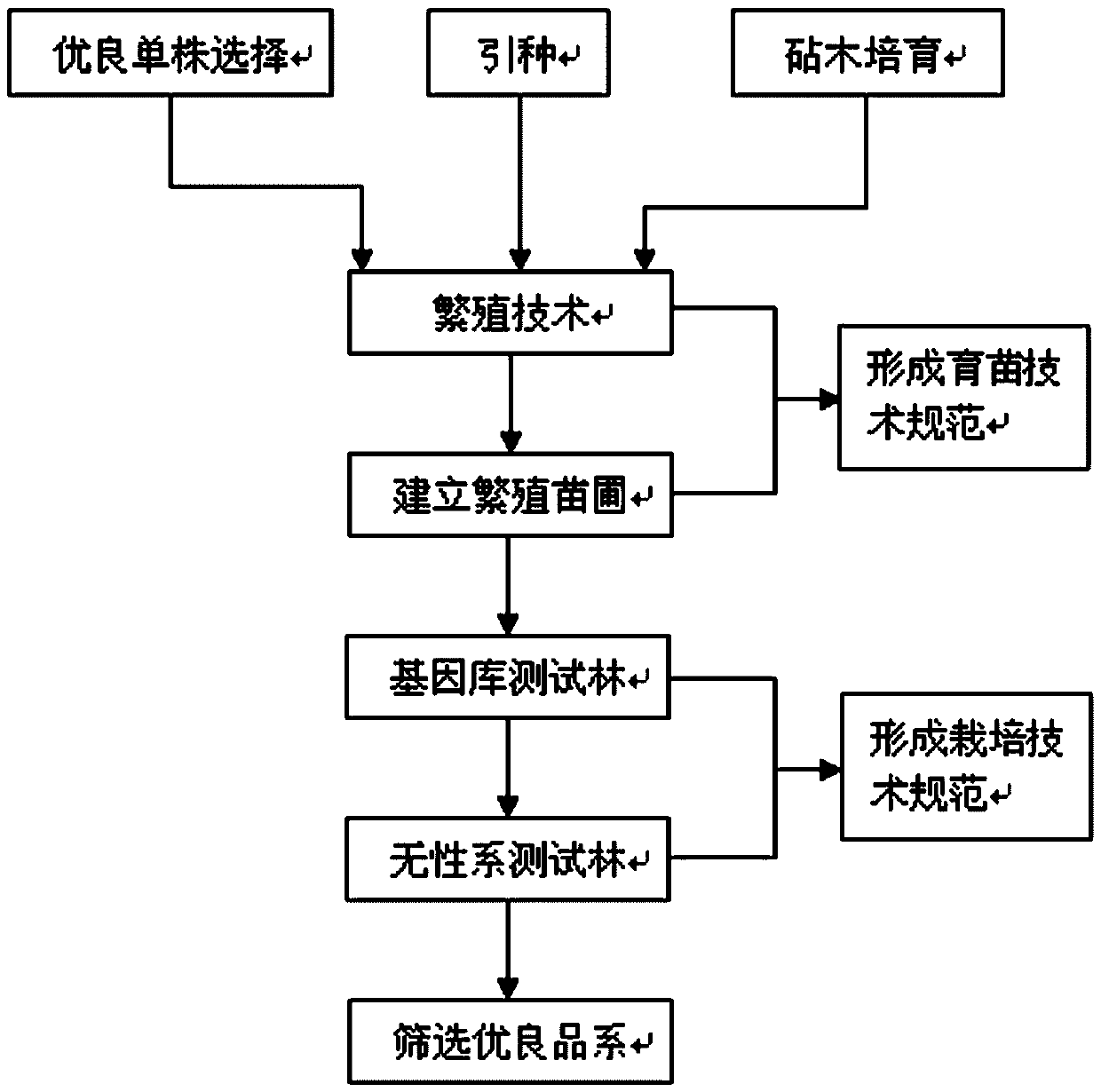 Selection method for good genetic strain of sophora japonica