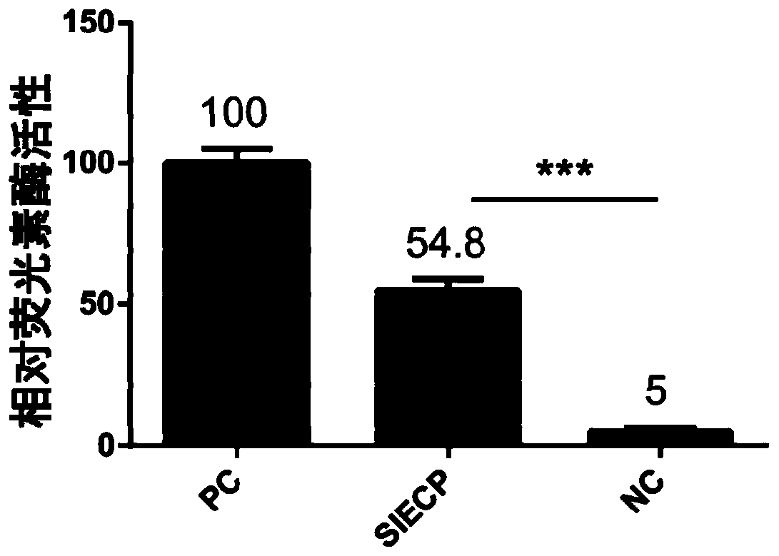 Pig intestinal epithelial cell promoter SIECP and application thereof