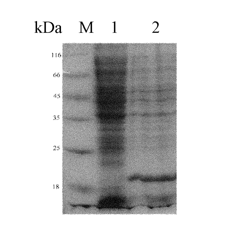 Antigen protein and encoding gene and applications thereof