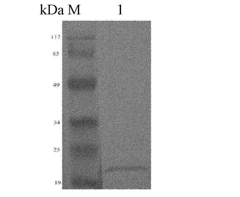 Antigen protein and encoding gene and applications thereof
