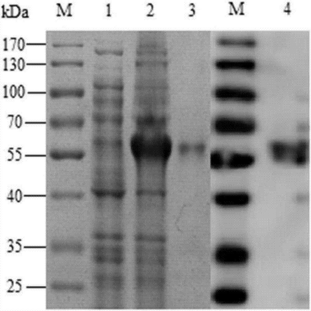 Streptococcus equi subsp. zooepidemicus protective antigen HP0623 and preparation method thereof