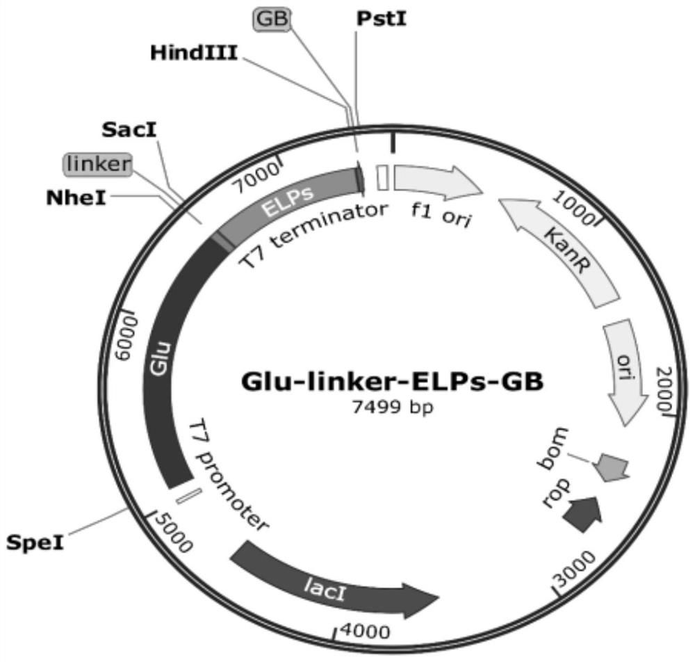 Method for foam separation of beta-glucosidase fusion protein