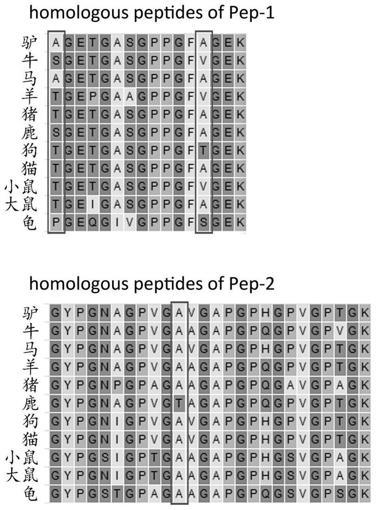 A method for identifying specific peptides of protein-containing traditional Chinese medicine