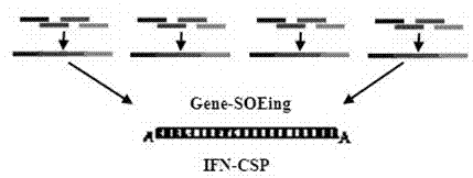 Fusion protein of liver targeting peptide and human interferon a2b and its preparation method and application