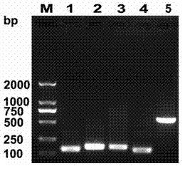 Fusion protein of liver targeting peptide and human interferon a2b and its preparation method and application