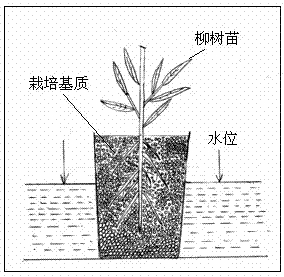 The method and application of purifying eutrophic water body by partial flooding of willow