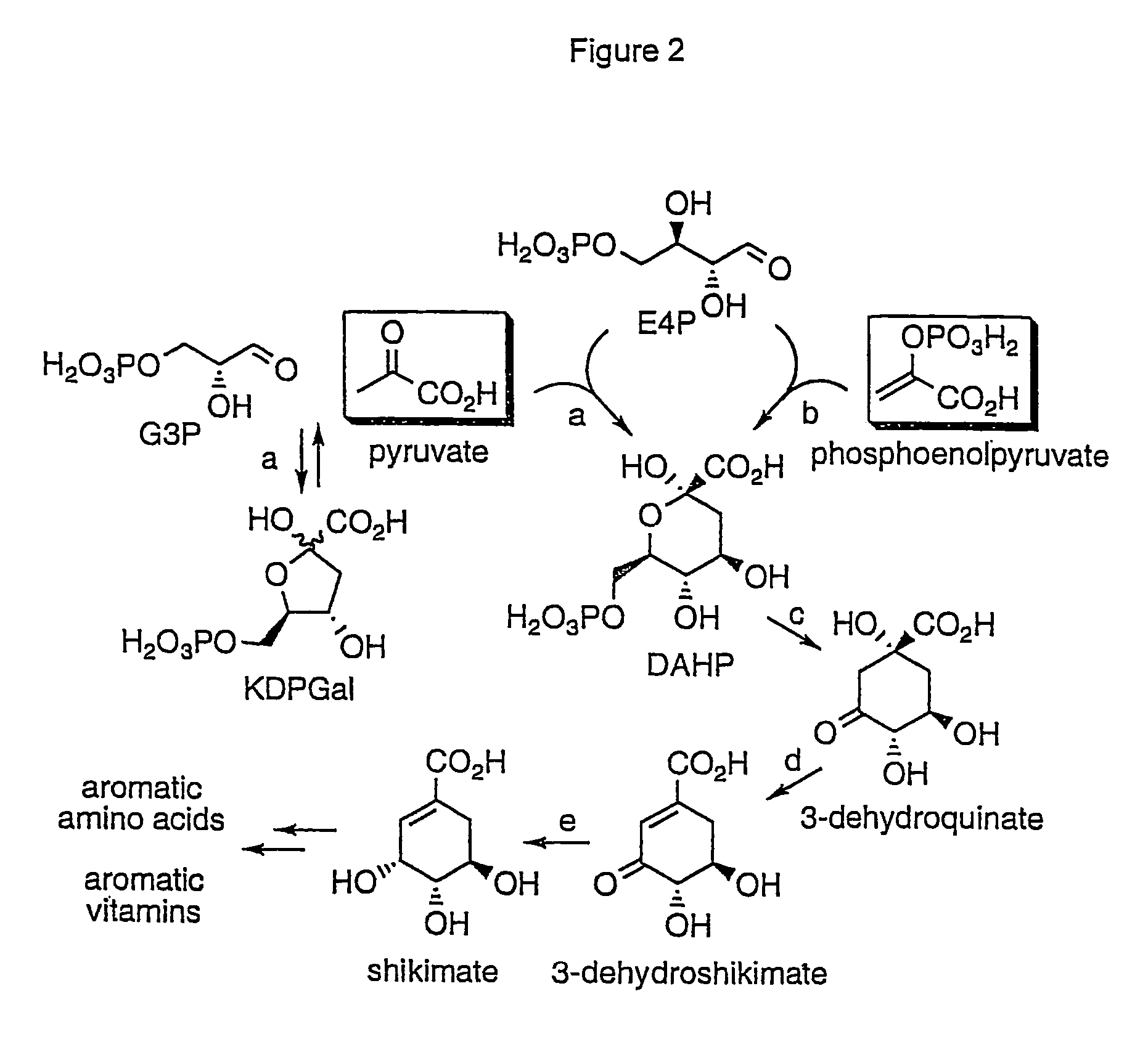 Methods and materials for the production of shikimic acid