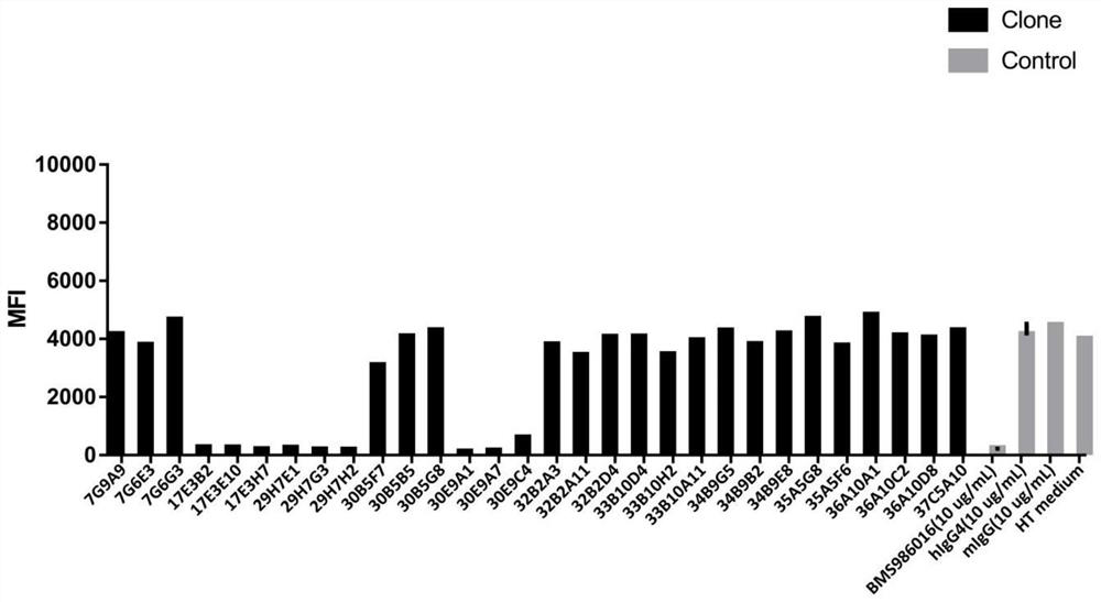 Antibody combined with human LAG-3 protein as well as coding gene and application thereof