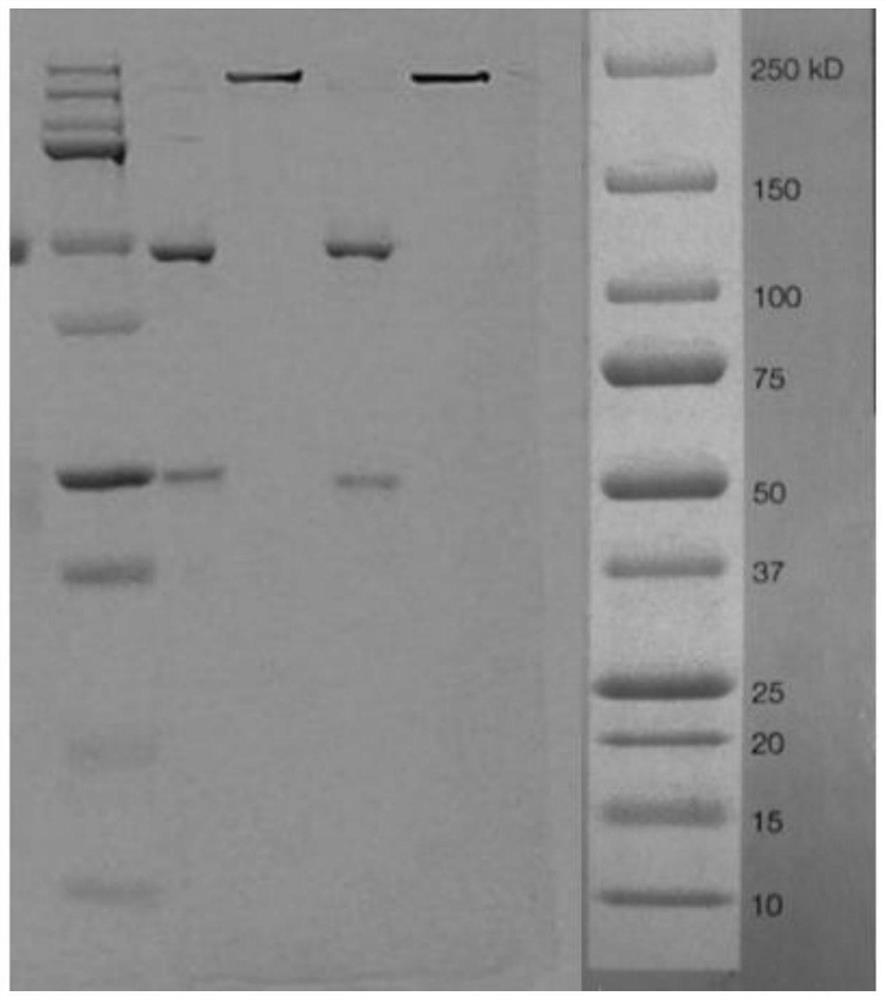 Antibody combined with human LAG-3 protein as well as coding gene and application thereof