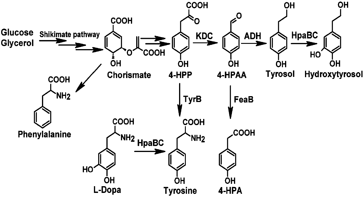Method for producing tyrosol and hydroxytyrosol through heterologous metabolic pathways