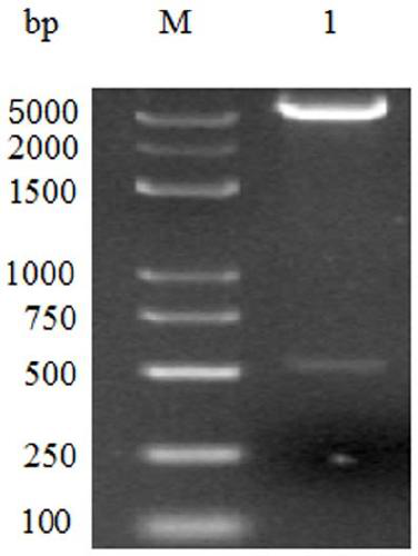 High-activity porcine interferon alpha mutant with 7 mutation loci and preparing method and application thereof