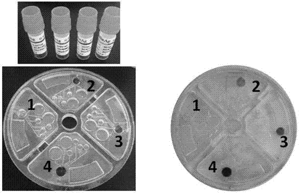 Centrifugal chip for quickly detecting hepatitis B, hepatitis C and syphilis in blood and detection method