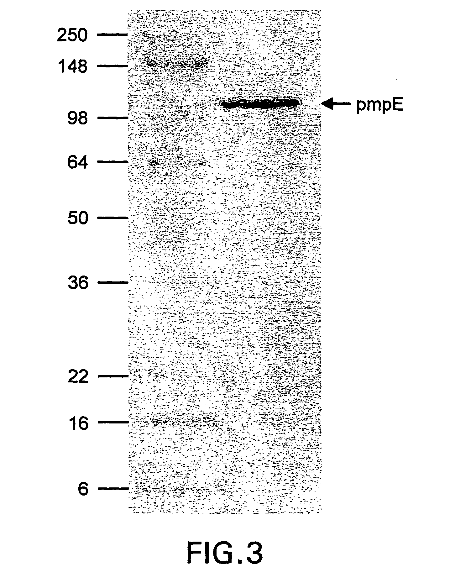 Chlamydia pmp proteins, gene sequences and uses thereof