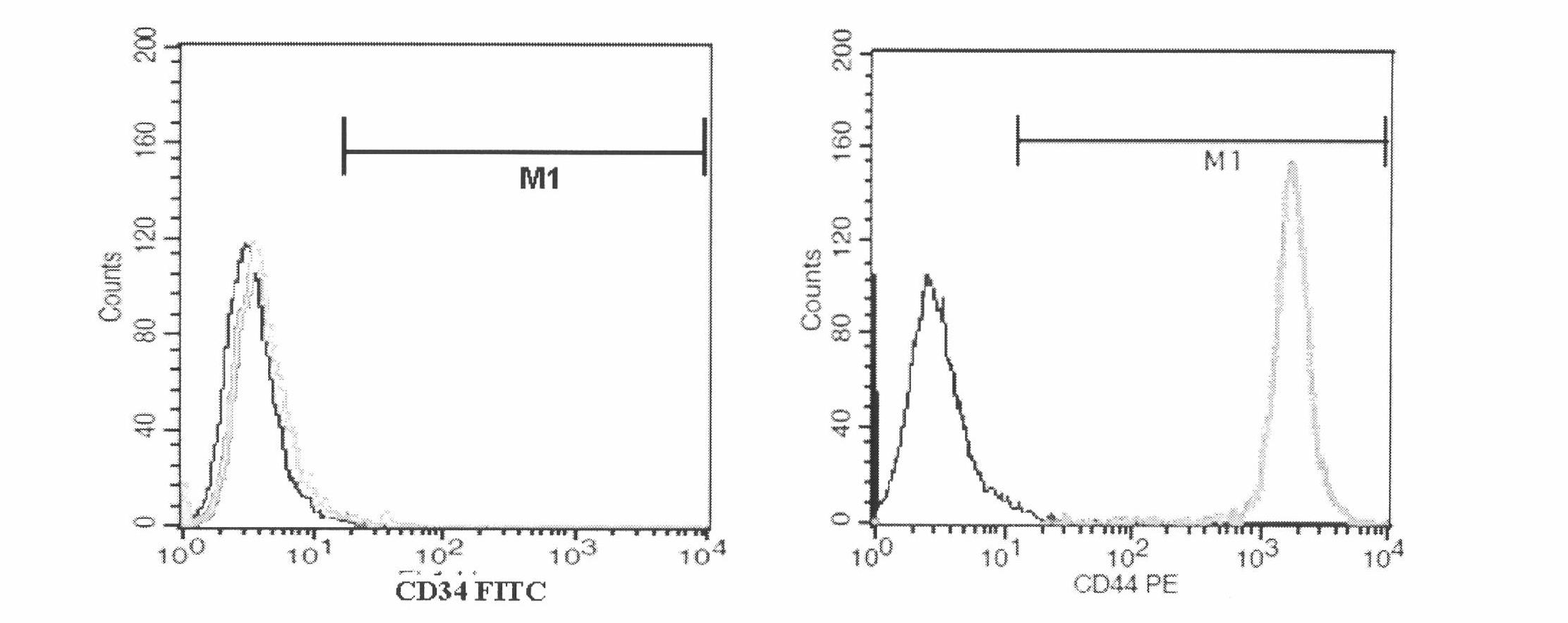 Method for extracting mesenchymal stem cells from trace human fatty tissues and massively culturing