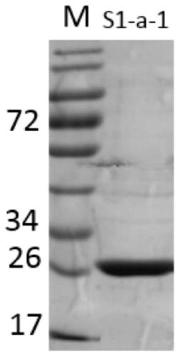 7α-hydroxysteroid dehydrogenase gene s1-a-1