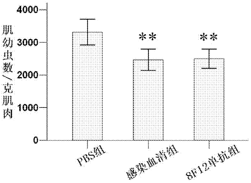 Antigen epitope for preventing and treating trichinosis, composition thereof and application thereof