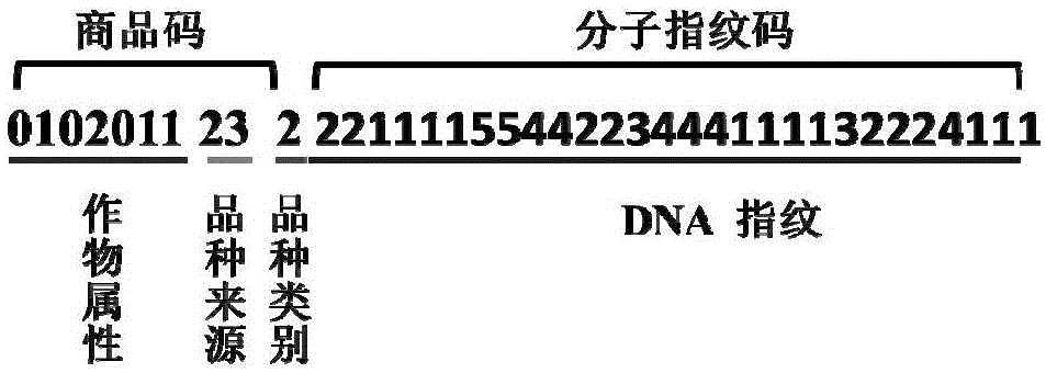 Soybean identity important character SNP (single-nucleotide polymorphism) marker combined screening method and application thereof