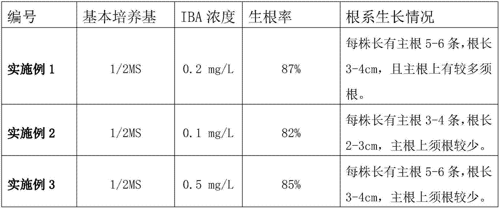 Culture medium series and tissue culture method for quickly breeding nandina domestica fire power