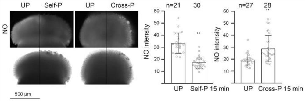 Application of reagent for increasing NO content of stigmas for improving selective fertilization of cruciferous plants and improvement method