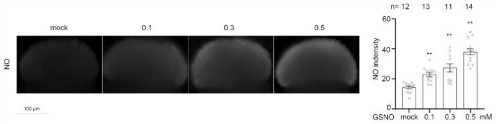 Application of reagent for increasing NO content of stigmas for improving selective fertilization of cruciferous plants and improvement method