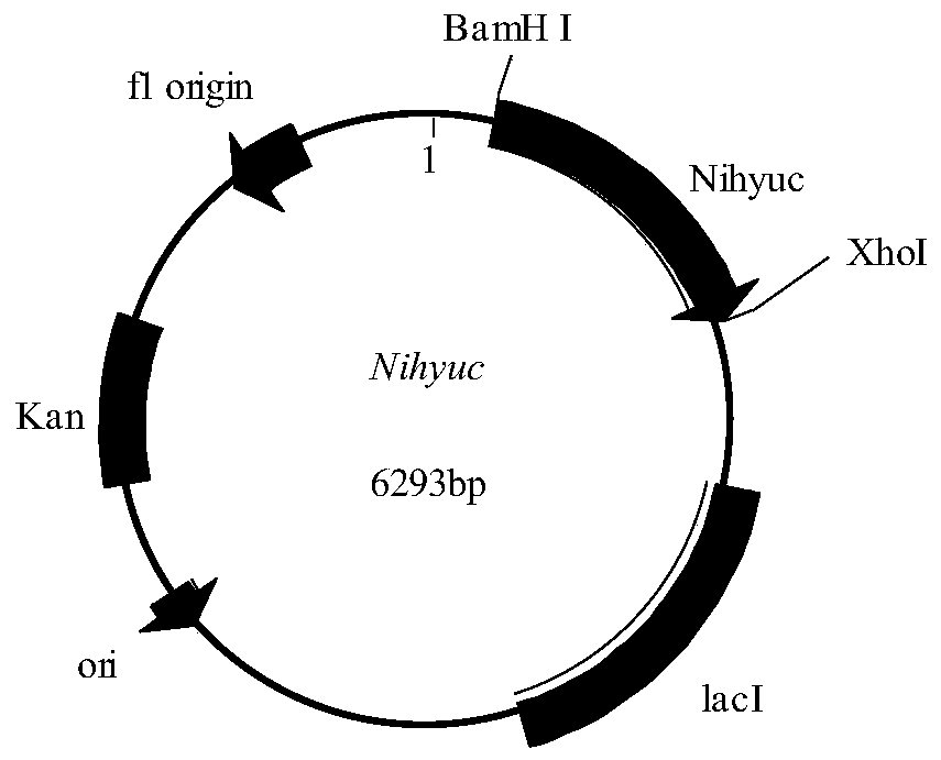 Method for preparing D-aromatic amino acid by cascade reaction