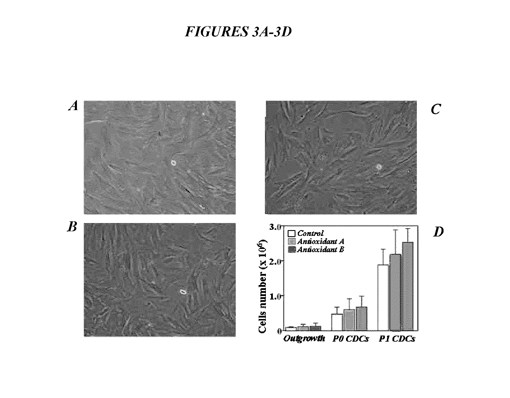 Methods and compositions for maintaining genomic stability in cultured stem cells