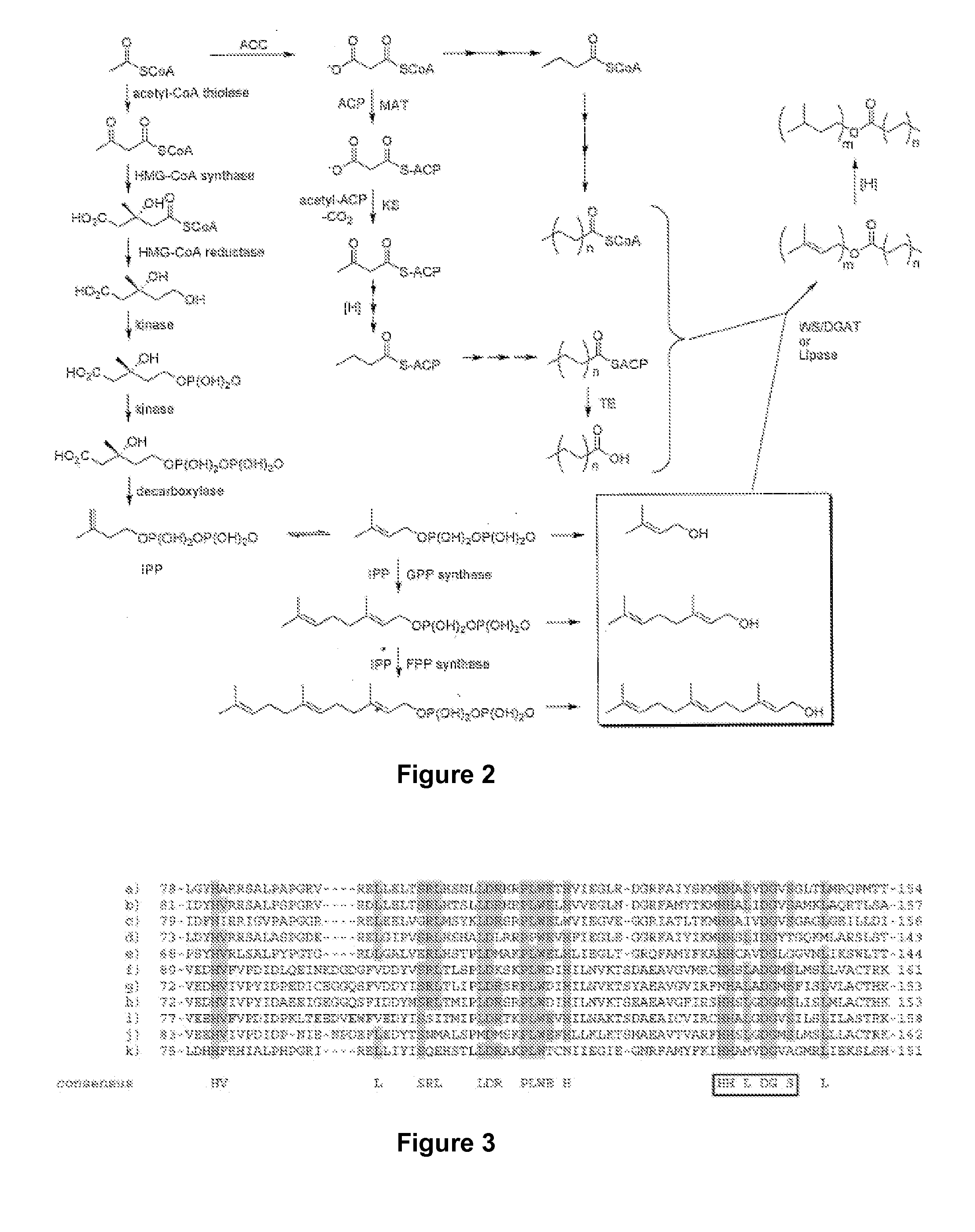 Host Cells and Methods for Producing Isoprenyl Alkanoates