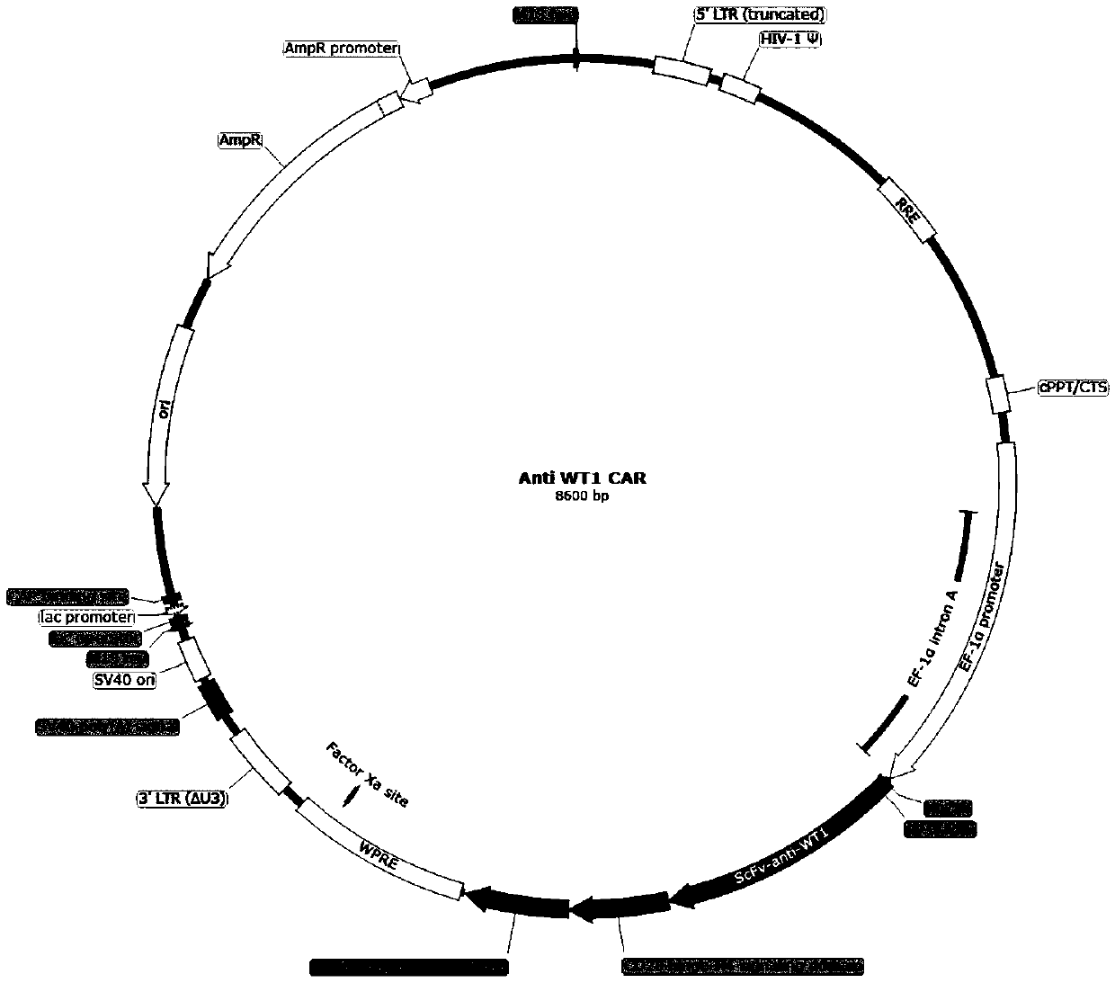 Chimeric antigen receptor T cell targeted to WT1 and application of chimeric antigen receptor T cell