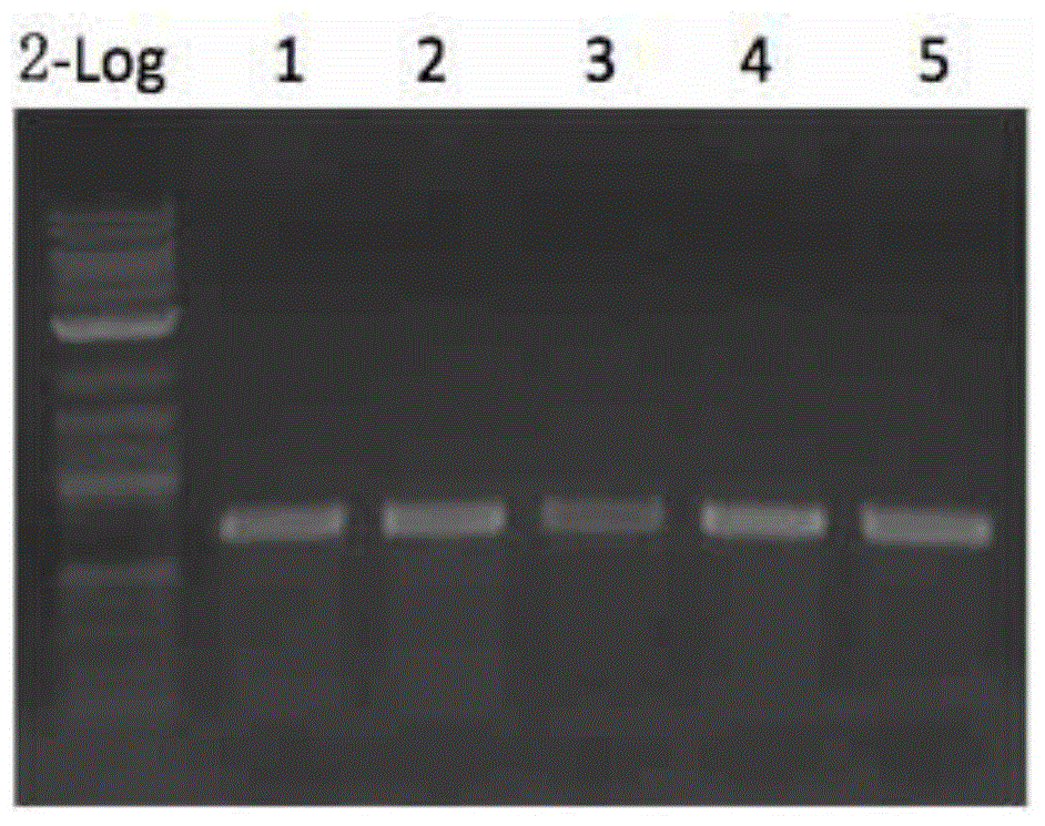 Rapid assembling method of multi-fragment DNA yeast
