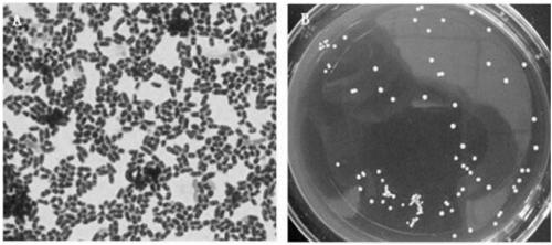 Lactobacillus plantarum with bacteriostat characteristic and application thereof in diarrhea prevention