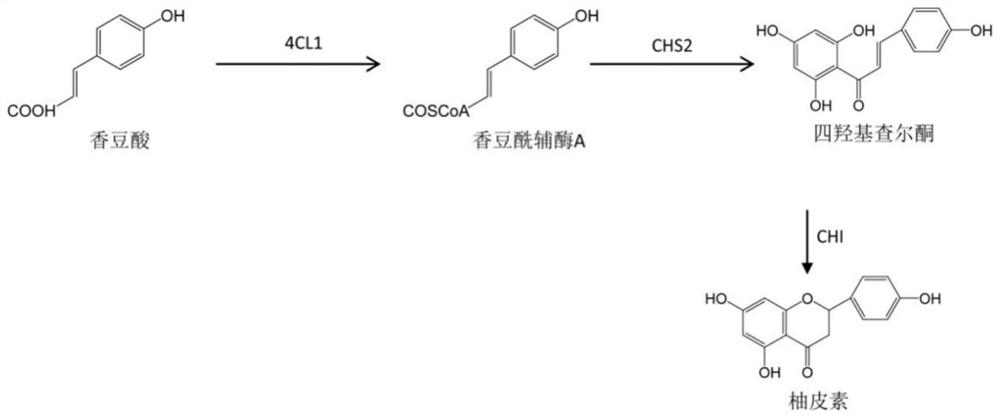 Trifunctional enzyme for de novo synthesis of flavanone as well as synthesis method and application of trifunctional enzyme