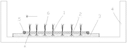 A submerged plant artificial turf cultivation system and cultivation and transplanting method