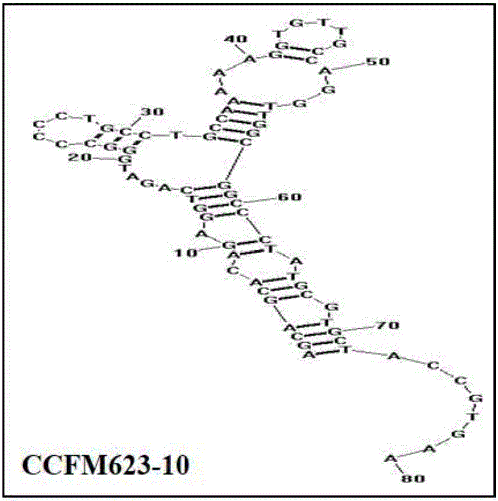 Aptamer for binding bifidobacterium breve as well as screening method and application of aptamer