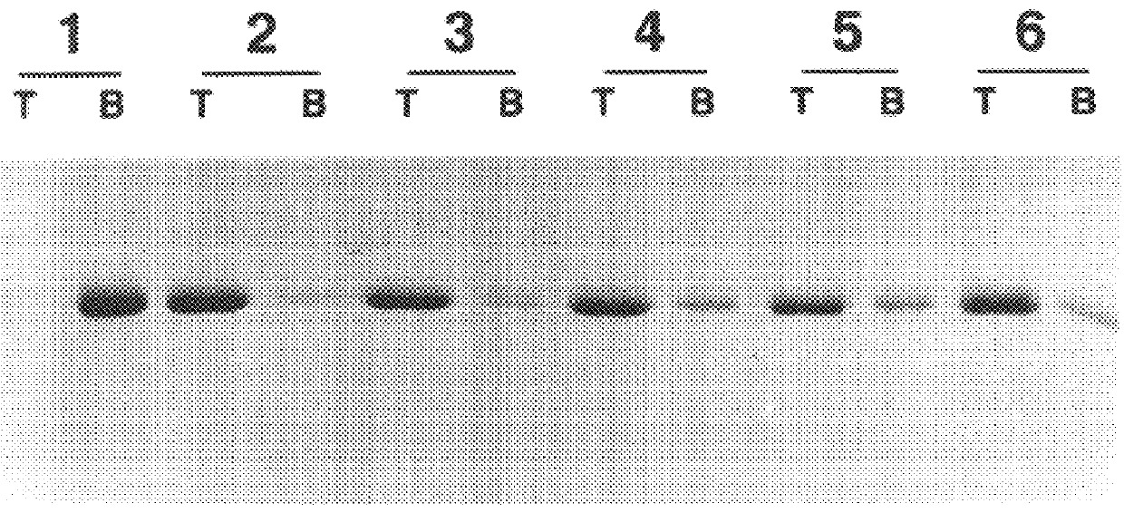 Homogeneous human papillomavirus capsomere containing compositions, methods for manufacture, and use thereof as diagnostic, prophylactic or therapeutic agents